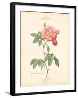 Detailed Floral III-Artique Studio-Framed Art Print