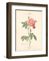 Detailed Floral III-Artique Studio-Framed Art Print