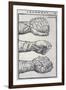 Detailed Views of a Roman Cestus a Leather Glove Used in Ancient Boxing-A. Forbes-Framed Premium Photographic Print