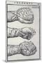 Detailed Views of a Roman Cestus a Leather Glove Used in Ancient Boxing-A. Forbes-Mounted Premium Photographic Print