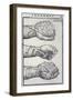 Detailed Views of a Roman Cestus a Leather Glove Used in Ancient Boxing-A. Forbes-Framed Premium Photographic Print