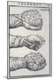 Detailed Views of a Roman Cestus a Leather Glove Used in Ancient Boxing-A. Forbes-Mounted Premium Photographic Print