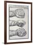 Detailed Views of a Roman Cestus a Leather Glove Used in Ancient Boxing-A. Forbes-Framed Photographic Print