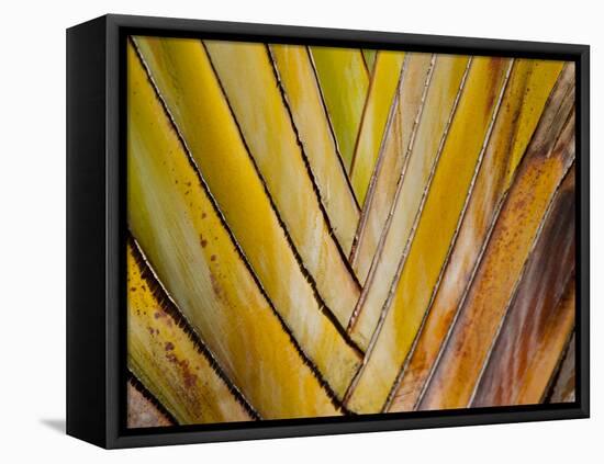 Details of a Palm Plant That Has Interlocking Colorful Elements in Miami Beach, Florida.-Sergio Ballivian-Framed Stretched Canvas