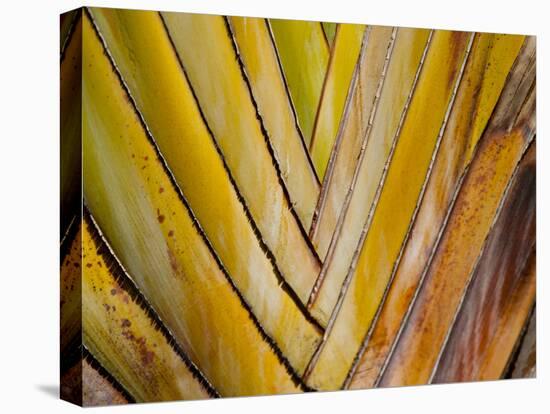 Details of a Palm Plant That Has Interlocking Colorful Elements in Miami Beach, Florida.-Sergio Ballivian-Stretched Canvas