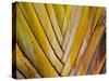 Details of a Palm Plant That Has Interlocking Colorful Elements in Miami Beach, Florida.-Sergio Ballivian-Stretched Canvas