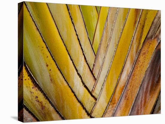 Details of a Palm Plant That Has Interlocking Colorful Elements in Miami Beach, Florida.-Sergio Ballivian-Stretched Canvas