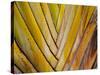 Details of a Palm Plant That Has Interlocking Colorful Elements in Miami Beach, Florida.-Sergio Ballivian-Stretched Canvas