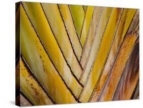 Details of a Palm Plant That Has Interlocking Colorful Elements in Miami Beach, Florida.-Sergio Ballivian-Stretched Canvas