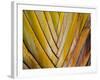 Details of a Palm Plant That Has Interlocking Colorful Elements in Miami Beach, Florida.-Sergio Ballivian-Framed Photographic Print