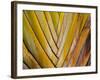 Details of a Palm Plant That Has Interlocking Colorful Elements in Miami Beach, Florida.-Sergio Ballivian-Framed Photographic Print