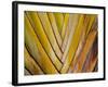 Details of a Palm Plant That Has Interlocking Colorful Elements in Miami Beach, Florida.-Sergio Ballivian-Framed Photographic Print