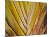 Details of a Palm Plant That Has Interlocking Colorful Elements in Miami Beach, Florida.-Sergio Ballivian-Mounted Photographic Print