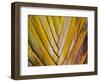 Details of a Palm Plant That Has Interlocking Colorful Elements in Miami Beach, Florida.-Sergio Ballivian-Framed Photographic Print