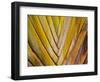 Details of a Palm Plant That Has Interlocking Colorful Elements in Miami Beach, Florida.-Sergio Ballivian-Framed Photographic Print