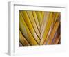 Details of a Palm Plant That Has Interlocking Colorful Elements in Miami Beach, Florida.-Sergio Ballivian-Framed Photographic Print