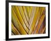 Details of a Palm Plant That Has Interlocking Colorful Elements in Miami Beach, Florida.-Sergio Ballivian-Framed Photographic Print