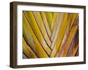 Details of a Palm Plant That Has Interlocking Colorful Elements in Miami Beach, Florida.-Sergio Ballivian-Framed Photographic Print