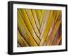 Details of a Palm Plant That Has Interlocking Colorful Elements in Miami Beach, Florida.-Sergio Ballivian-Framed Photographic Print
