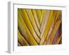 Details of a Palm Plant That Has Interlocking Colorful Elements in Miami Beach, Florida.-Sergio Ballivian-Framed Photographic Print