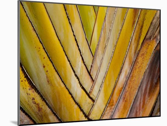 Details of a Palm Plant That Has Interlocking Colorful Elements in Miami Beach, Florida.-Sergio Ballivian-Mounted Photographic Print