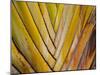 Details of a Palm Plant That Has Interlocking Colorful Elements in Miami Beach, Florida.-Sergio Ballivian-Mounted Photographic Print