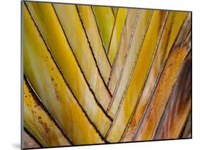 Details of a Palm Plant That Has Interlocking Colorful Elements in Miami Beach, Florida.-Sergio Ballivian-Mounted Photographic Print