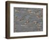 Details of beach on Saunders Island, South America, Falkland Islands-Martin Zwick-Framed Photographic Print