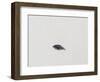 Details of beach on Saunders Island, South America, Falkland Islands-Martin Zwick-Framed Photographic Print