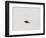 Details of beach on Saunders Island, South America, Falkland Islands-Martin Zwick-Framed Photographic Print