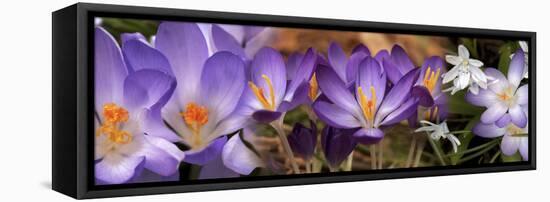 Details of Flowers-null-Framed Stretched Canvas