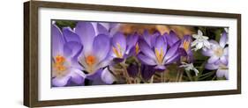 Details of Flowers-null-Framed Photographic Print