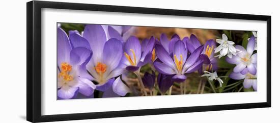 Details of Flowers-null-Framed Photographic Print