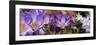 Details of Flowers-null-Framed Photographic Print