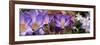 Details of Flowers-null-Framed Photographic Print