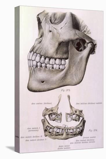 Details of Jaw and Teeth-null-Stretched Canvas