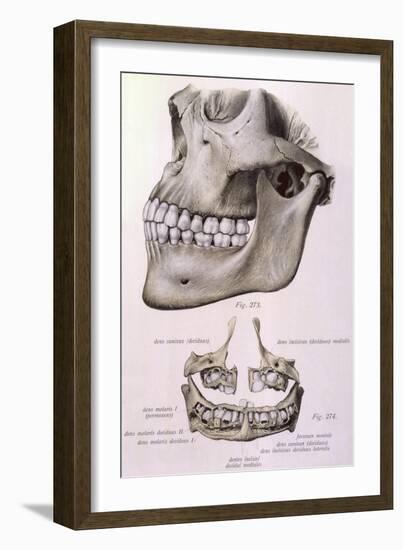 Details of Jaw and Teeth-null-Framed Art Print