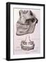 Details of Jaw and Teeth-null-Framed Art Print