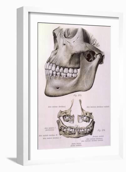 Details of Jaw and Teeth-null-Framed Art Print