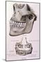 Details of Jaw and Teeth-null-Mounted Art Print