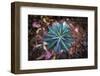 Details of star shaped plant, Oakland, Alameda County, California, USA-Panoramic Images-Framed Photographic Print