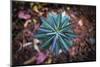 Details of star shaped plant, Oakland, Alameda County, California, USA-Panoramic Images-Mounted Photographic Print