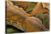 Details of the Wings of Atlas Moth, Which is the Largest Moth in the World-Joe Petersburger-Stretched Canvas