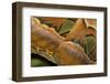 Details of the Wings of Atlas Moth, Which is the Largest Moth in the World-Joe Petersburger-Framed Photographic Print