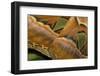 Details of the Wings of Atlas Moth, Which is the Largest Moth in the World-Joe Petersburger-Framed Photographic Print