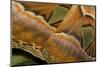 Details of the Wings of Atlas Moth, Which is the Largest Moth in the World-Joe Petersburger-Mounted Photographic Print