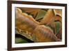 Details of the Wings of Atlas Moth, Which is the Largest Moth in the World-Joe Petersburger-Framed Photographic Print