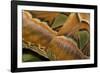 Details of the Wings of Atlas Moth, Which is the Largest Moth in the World-Joe Petersburger-Framed Photographic Print