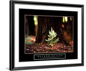 Determination: Little Pine-null-Framed Art Print