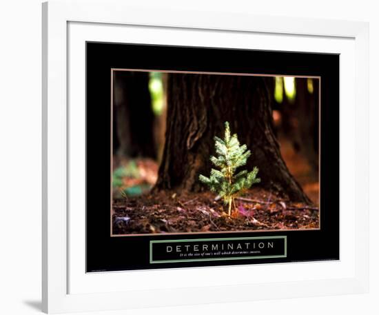 Determination: Little Pine-null-Framed Art Print